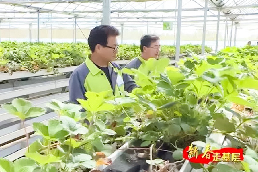 新农人新愿景:用科技种出不一样的草莓