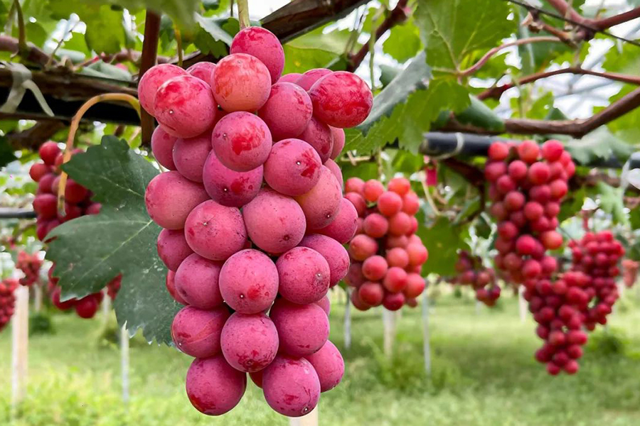 葡萄成熟时｜中秋十一の秋日采摘