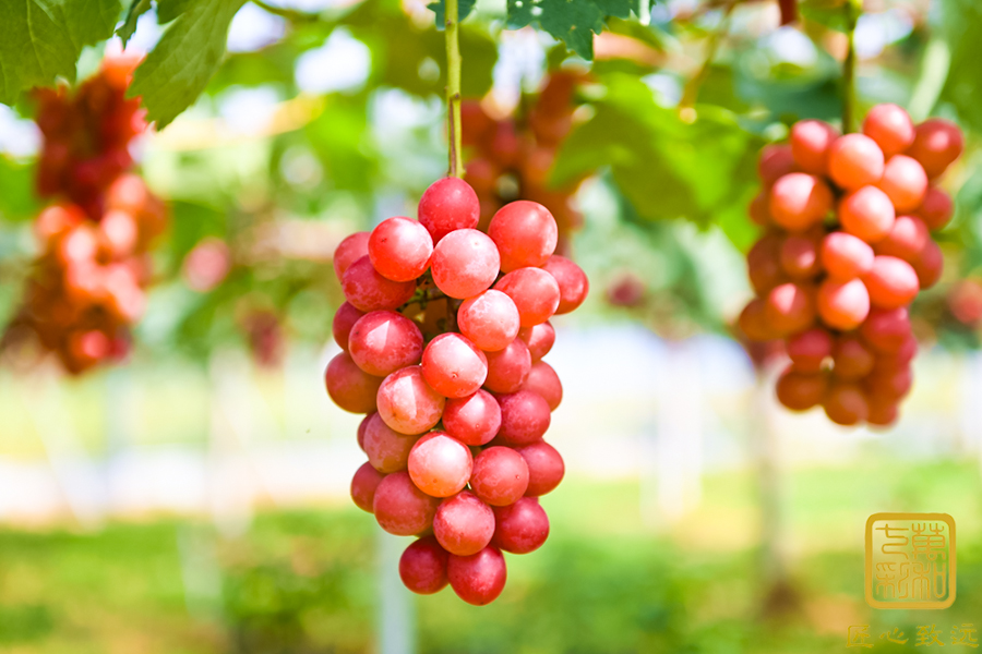 冬吃葡萄，夏吃草莓！威海南海新区这个生态农业园里有