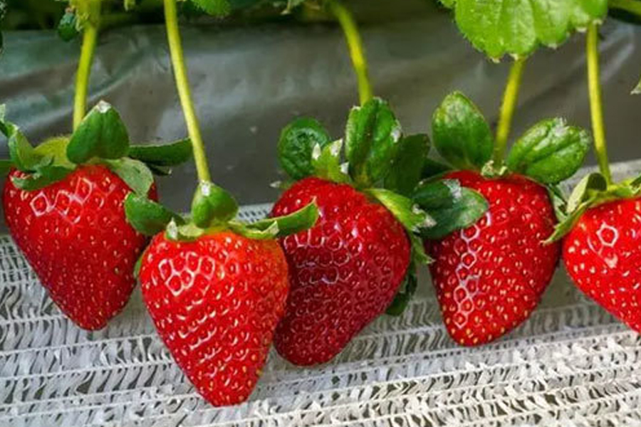 日均千余单！威海南海新区“网红草莓”供不应求