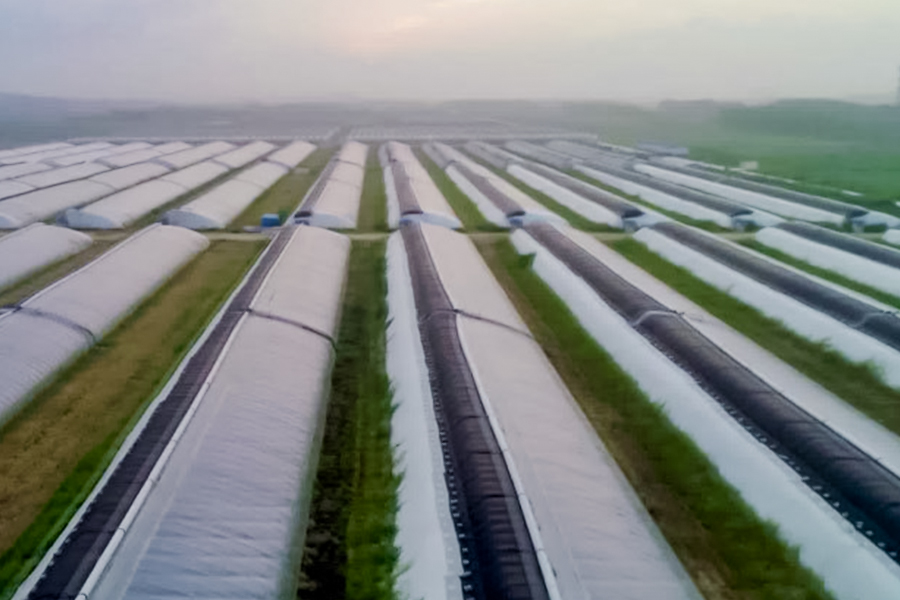 南海新区：科技赋能助推现代农业高质量发展