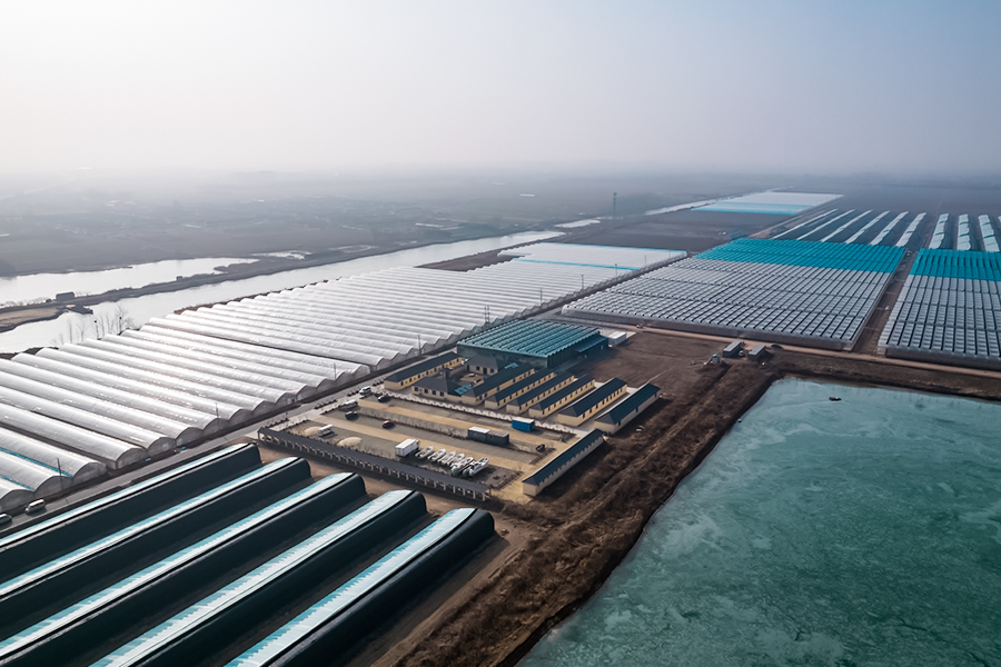 果香飘满园！威海南海新区丰收正当时