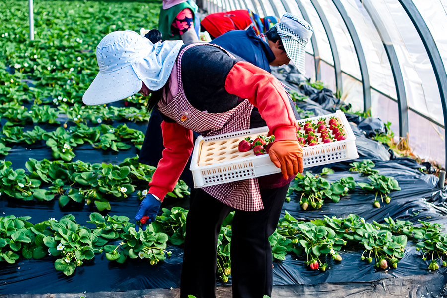 小草莓“映红”新年景